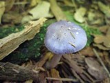 Cortinarius iodes image