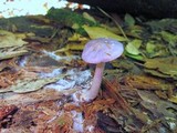 Cortinarius iodes image