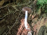 Cortinarius iodes image