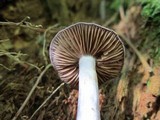 Cortinarius iodes image