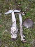Amanita constricta image