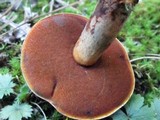 Boletus vermiculosoides image