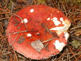 Russula cessans image