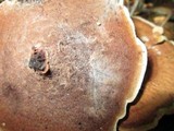 Hydnellum concrescens image