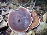 Hydnellum concrescens image