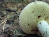 Boletus pallidus image