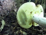 Boletus pallidus image