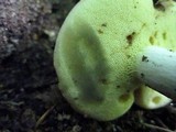 Boletus pallidus image