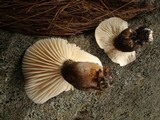 Lactarius gerardii image