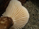 Lactarius gerardii image