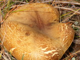 Boletus subtomentosus image