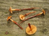 Phaeocollybia christinae image