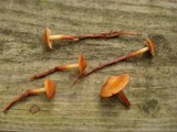 Phaeocollybia christinae image