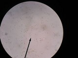 Phaeocollybia christinae image