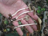 Agrocybe acericola image
