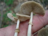 Agrocybe acericola image
