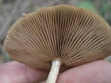 Agrocybe acericola image