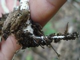 Agrocybe acericola image