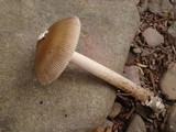 Amanita sect. Vaginatae image