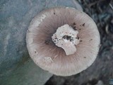 Amanita solaniolens image