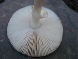 Amanita solaniolens image