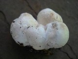 Entoloma abortivum image
