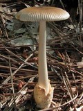 Amanita amerifulva image