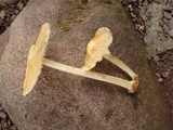 Marasmius strictipes image