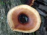 Royoporus badius image