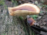 Royoporus badius image