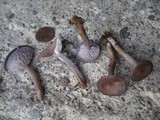 Clitocybe tarda image