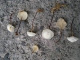 Marasmius delectans image