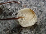 Marasmius delectans image