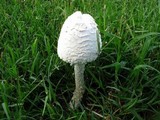Amanita thiersii image