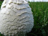 Amanita thiersii image