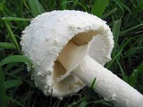 Amanita thiersii image