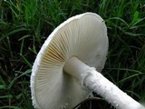 Amanita thiersii image
