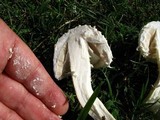 Amanita thiersii image