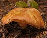 Boletus smithii image