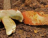 Boletus smithii image