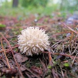 Lycoperdon pulcherrimum image