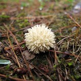 Lycoperdon pulcherrimum image