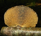 Daedaleopsis septentrionalis image