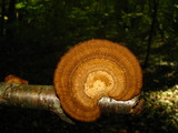 Daedaleopsis septentrionalis image