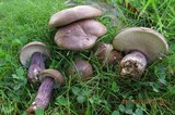 Tylopilus plumbeoviolaceus image