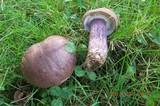 Tylopilus plumbeoviolaceus image
