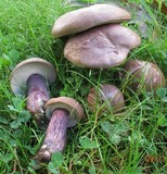 Tylopilus plumbeoviolaceus image