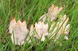 Abortiporus biennis image