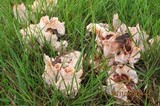 Abortiporus biennis image