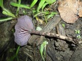 Laccaria amethystina image